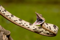 Ahaetulla sahyadrensis