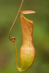 Nepenthes distillatoria