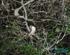 Lanius phoenicuroides