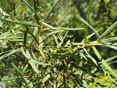 Salix eleagnos