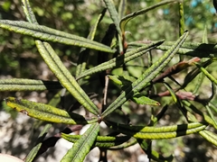 Salix eleagnos