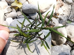 Salix eleagnos