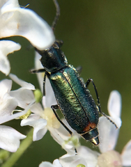 Cordylepherus viridis