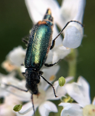 Cordylepherus viridis