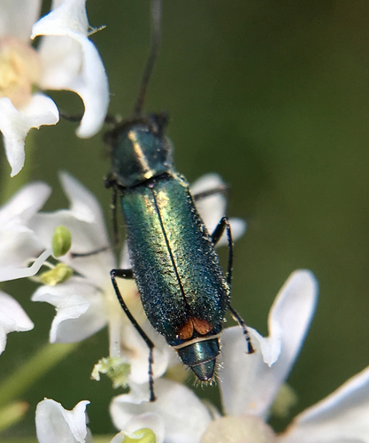 Cordylepherus viridis nuotrauka