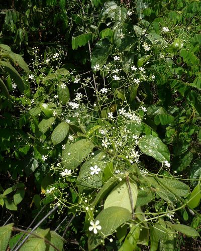 Cuervea macrophylla image