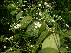 Cuervea macrophylla image