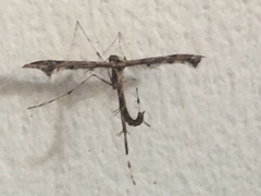 Amblyptilia punctidactyla