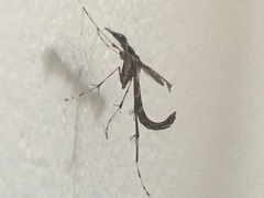 Amblyptilia punctidactyla