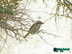 Lanius phoenicuroides