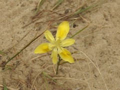 Moraea angusta