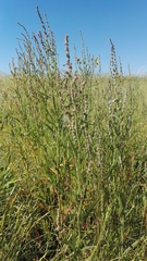 Atriplex littoralis