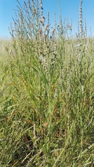 Atriplex littoralis