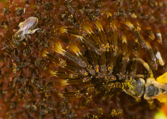 Lasioglossum