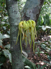 Angylocalyx oligophyllus