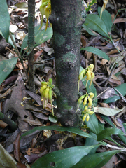 Angylocalyx oligophyllus