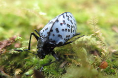 Cypherotylus stillatus