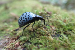 Cypherotylus stillatus