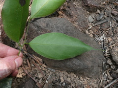 Angylocalyx oligophyllus