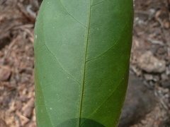 Angylocalyx oligophyllus