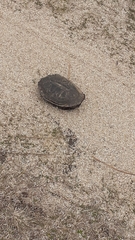 Hydromedusa tectifera