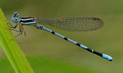 Argia bipunctulata