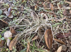 Tillandsia recurvata image
