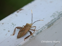 Pseudomictis obtusispinus