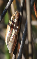 Hyperolius horstockii