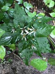 Eurybia chlorolepis