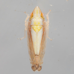 Scaphytopius elegans