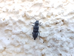 Hylotrupes bajulus