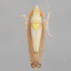 Scaphytopius elegans