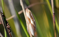 Hyperolius horstockii