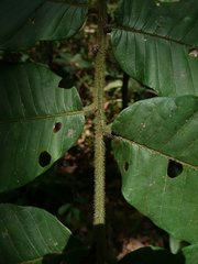 Trichilia tessmannii