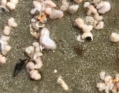 Aplidium stellatum