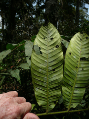 Trichilia tessmannii