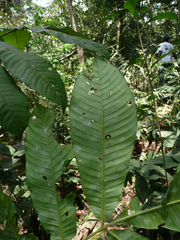 Trichilia tessmannii