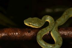 Craspedocephalus gramineus