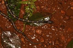 Lycodon travancoricus