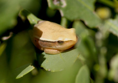 Hyperolius horstockii