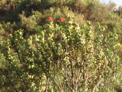 Banksia coccinea