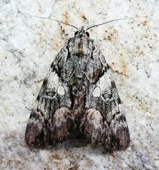 Catocala blandula