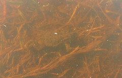 Vandijkophrynus angusticeps