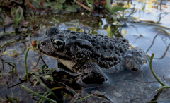 Vandijkophrynus angusticeps