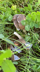 Helvella compressa