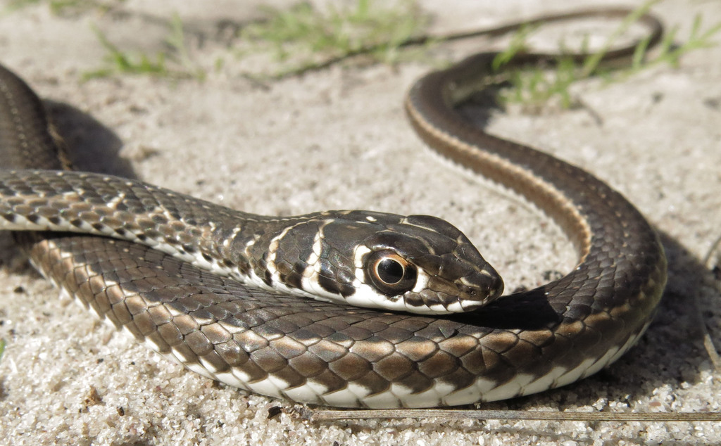 Cape Sand Snake