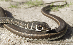 Psammophis leightoni