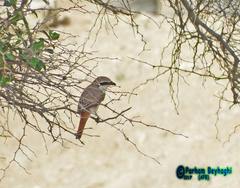 Lanius phoenicuroides