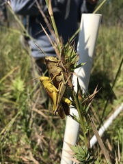 Schistocerca alutacea